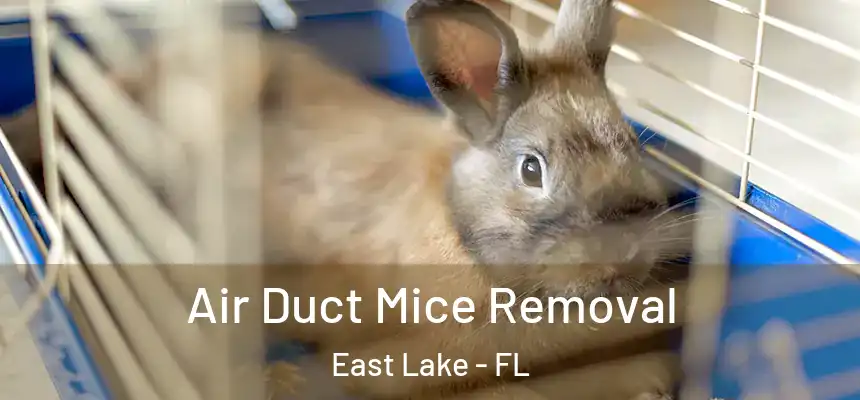  Air Duct Mice Removal East Lake - FL