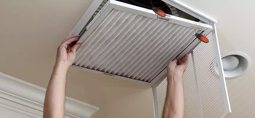 Our Insect Removal from Air Ducts Services in East Lake, FL